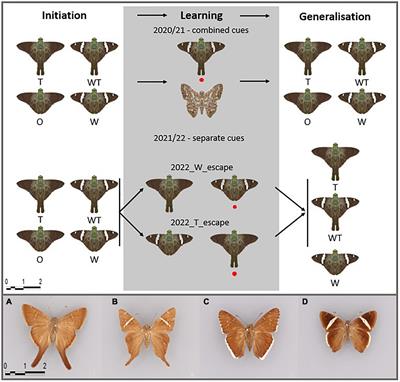 Shape of Evasive Prey Can Be an Important Cue That Triggers Learning in Avian Predators